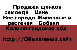 Продажа щенков самоеда › Цена ­ 40 000 - Все города Животные и растения » Собаки   . Калининградская обл.